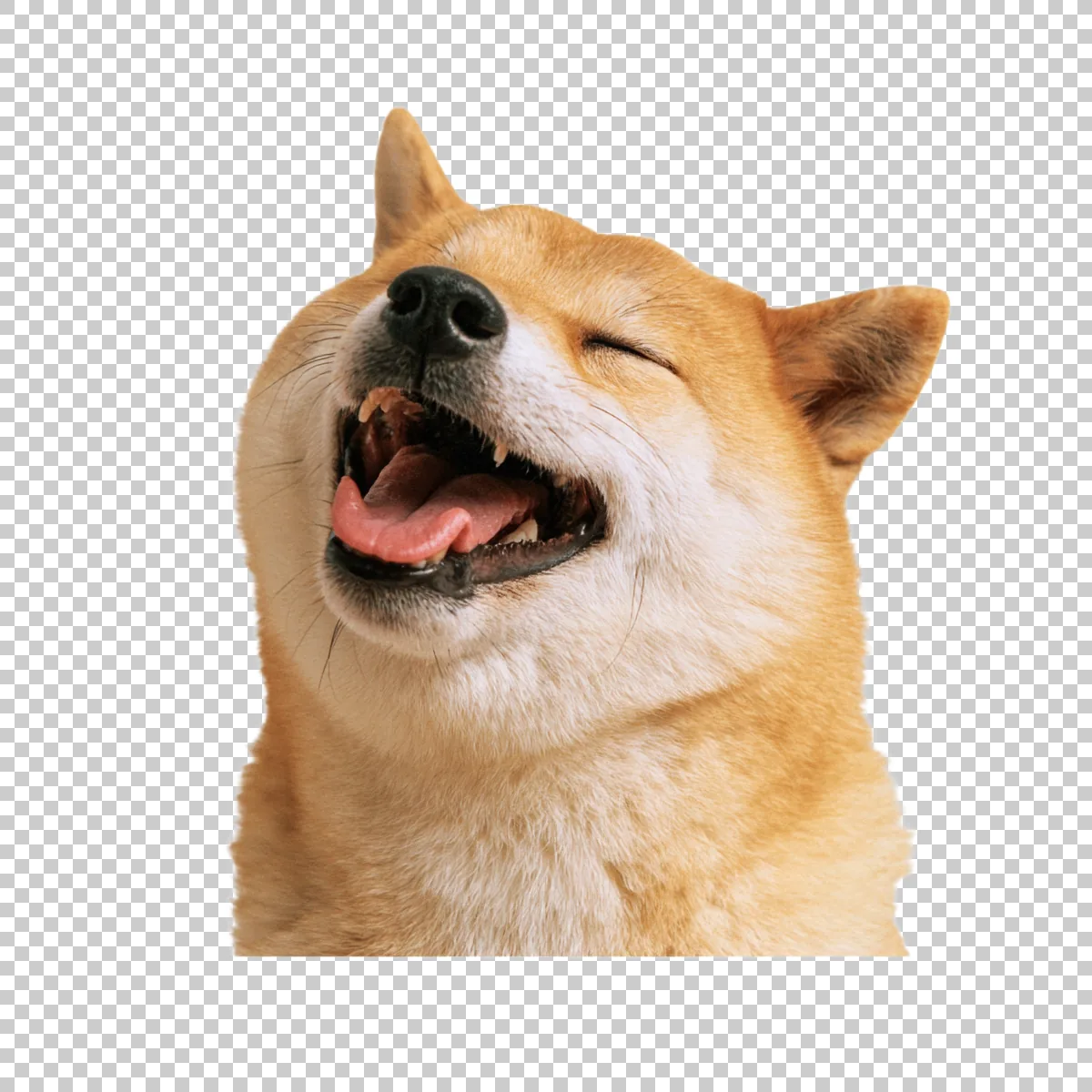 Doge Meme Smiling With Open Mouth And Cheerful Meme 2 H transparent PNG