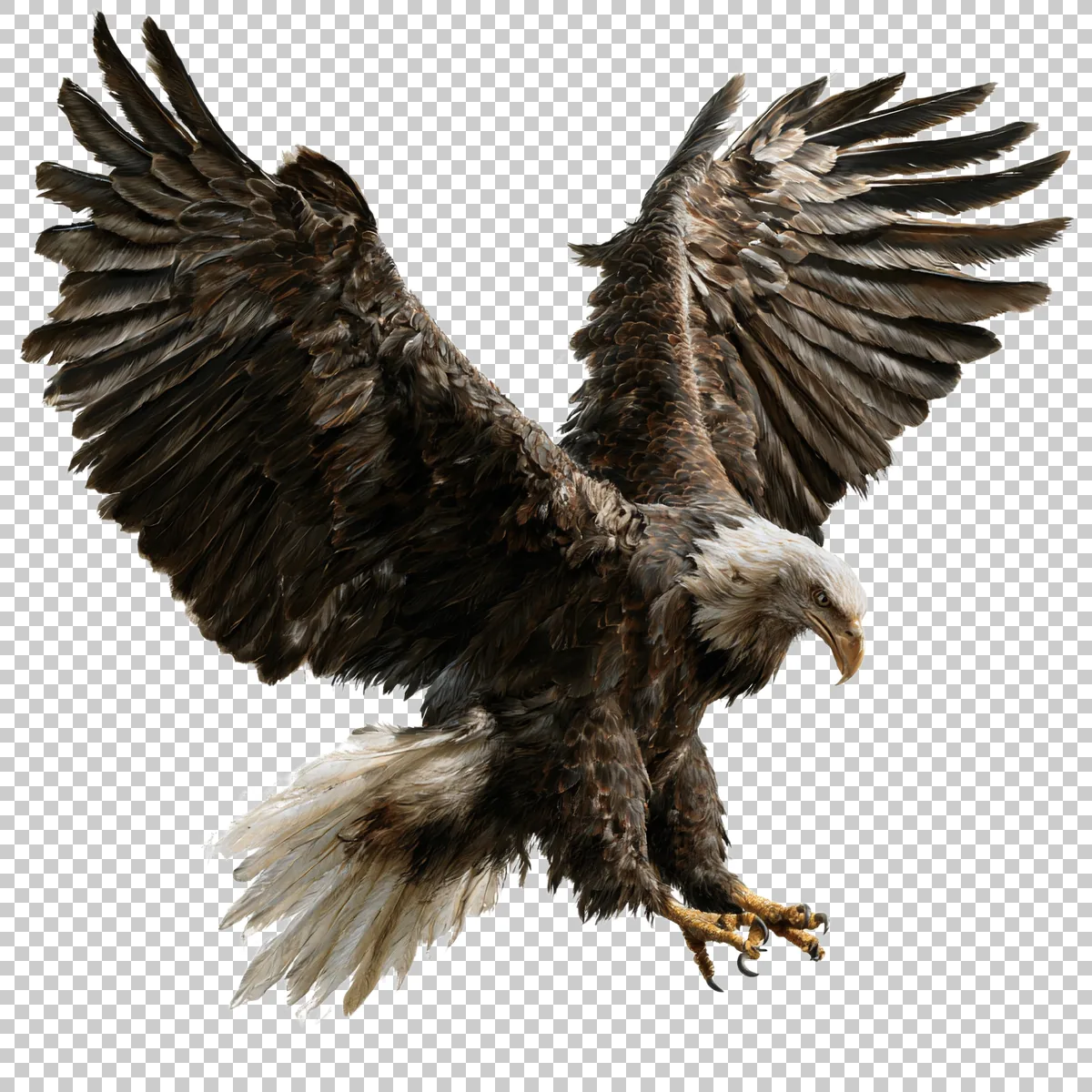 Eagle Perched With One Wing Raised And Head Facing 1 H transparent PNG