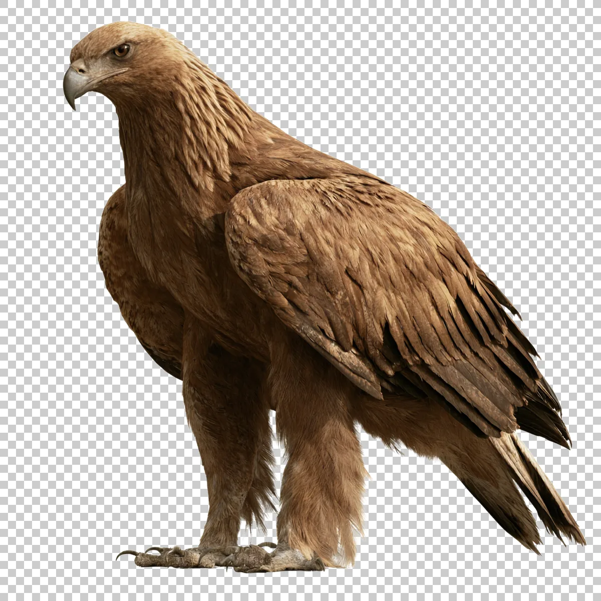 Golden Eagle Standing With Wings Slightly Open And 3 H transparent PNG